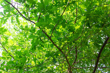Fototapeta na wymiar green leaves on the green backgrounds in sunny day.