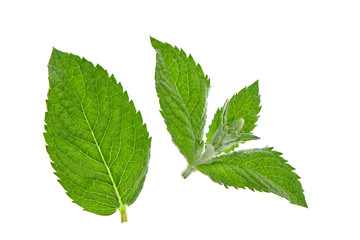 Mentha © Gedeminas