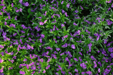 Naklejka premium background of purple flowers