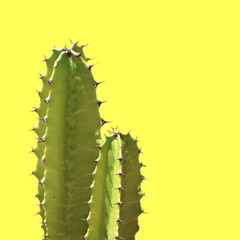Cactus silhouette in the yellow background