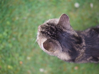 30 June 2019 – Top Of A Cute Tabby Cat's Head As She Walks In The Garden