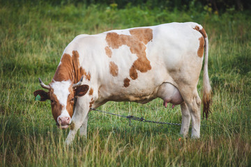 Fototapeta na wymiar Cow is grazing the spring pasture, closeup