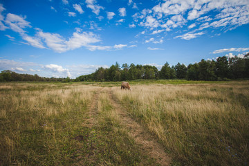 cows at summer green field with a beautiful blue sky with clouds