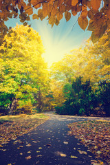 Naklejka na ściany i meble Autumn park, light shining through trees and leaves