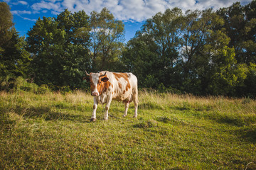 cows at summer green field with a beautiful blue sky with clouds