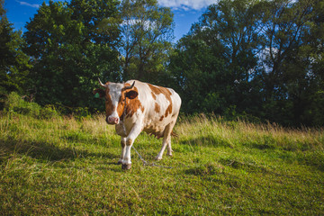 Fototapeta na wymiar cows at summer green field with a beautiful blue sky with clouds