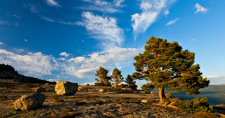 PINO SILVESTRE (Pinus sylvestris). Laguna Negra y los Circos Glaciares de Urbion Natural Park. Soria Province. Castilla y Leon. Spain © JUAN CARLOS MUNOZ
