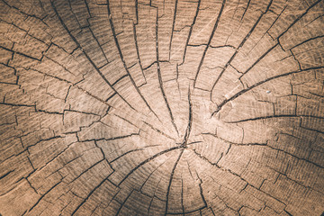 Fototapeta premium Wooden background image: tree stump, close up