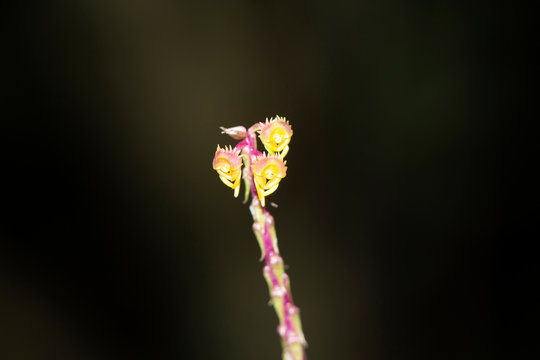 Malaxis versicolor, terrestrial orchid with short stem,  Amboli, Swantwadi, Maharashtra, India