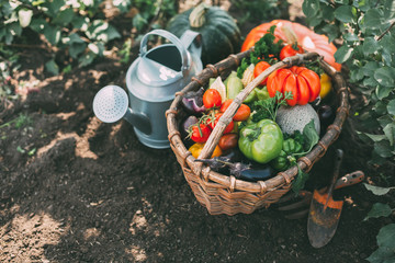 Organic raw vegetables