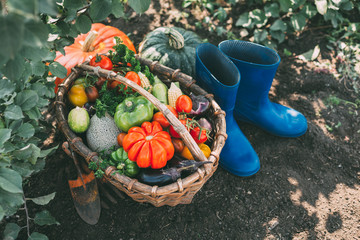 Organic vegetables in a wicker basket