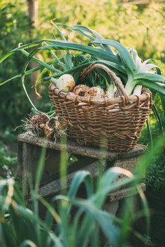 Organic onions of different types in a basket in the garden. Organic vegetables. Healthy food.