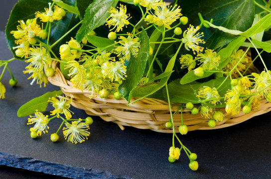 Alternative Medicine. Herbal Therapy. Lime blossom flowers.