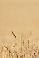Fototapeta premium Wheat field. Background of ripening ears of meadow wheat field. With copy space