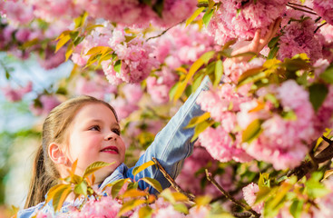 Fototapeta premium Enjoy smell of tender bloom sunny day. Sakura flower concept. Gorgeous flower beauty. Girl cherry flower background. Sakura tree blooming. Park and garden. Girl little child in spring flower bloom