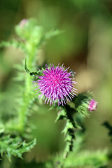 Les chardons sont mauve