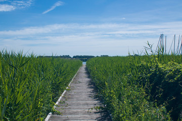 Fototapeta na wymiar wooden path to the sea