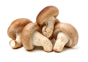 Shiitake mushroom on the White background 
