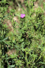 Un petit chardon dans la prairie