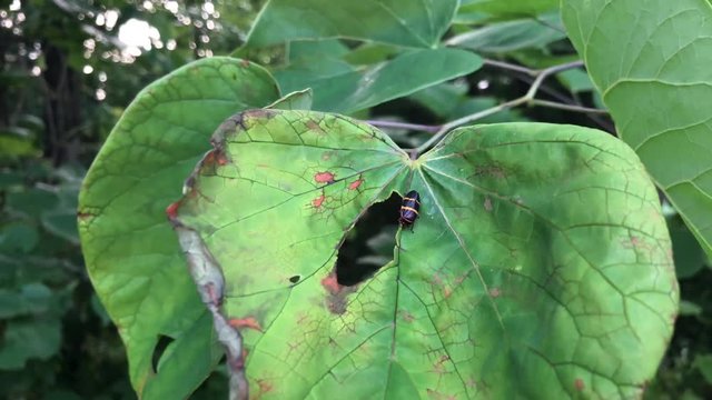 Two-lined Spittlebug relaxing on a broad leaf.