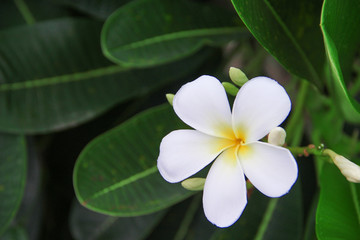 Fototapeta na wymiar Sweet white plumeria rubra blooming (frangipani) and bud flowers in garden on leaves background