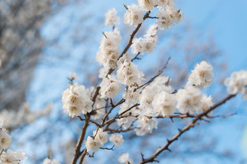 Flowering apricot branches against the blue sky.