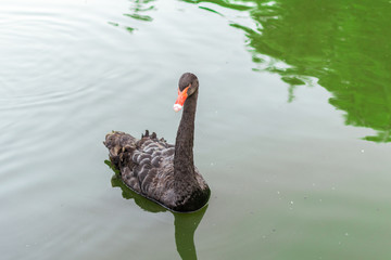 Fototapeta premium The black swan floats on the water of the lake.