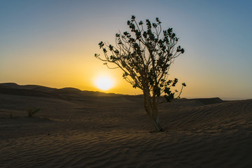 Albero nel deserto