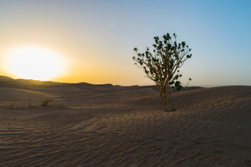 Fototapeta na wymiar Albero nel deserto
