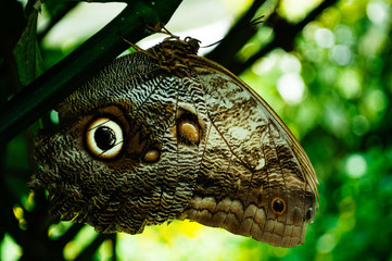 Detalle de mariposa ojo de buho posando sobre un fondo verde en un ambiente natural - obrazy, fototapety, plakaty