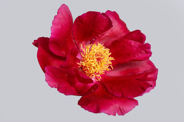 Red peony isolated on gray background.