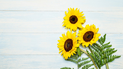 Blooming sunflowers on blue background