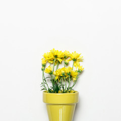 Yellow flowers in yellow pot on white surface