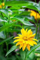 Heliopsis flowers closeup in sunny summer day