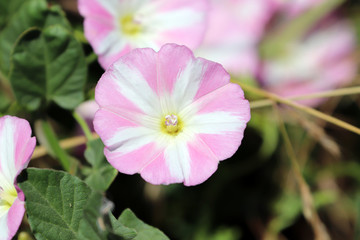 Fototapeta premium Fleur sauvage blanche et rose