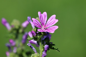 Fleur sauvage mauve