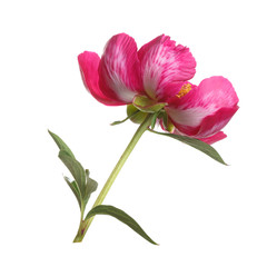 Pink peony rear view isolated on white background.