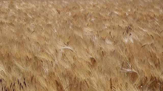 Getreidefeld im Wind
