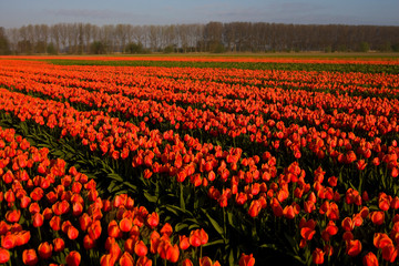 Tulip field in the Netherlands
