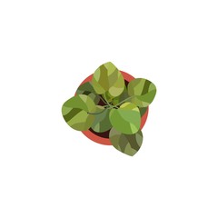 Top view. Green plants easy copy paste in your landscape design projects or architecture plan. Isolated flower on white background. Vector