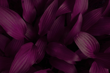 Natural environment contrast photo of grass leaves flowers top view.