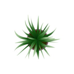Top view. Green plants easy copy paste in your landscape design projects or architecture plan. Isolated flower on white background. Vector