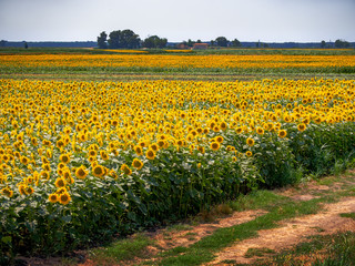 Field of sunflowers. In bloom Natural light, agriculture etc. Drought resistant crop, stands hot weather,