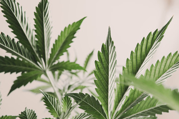 marijuana legalization, marijuana leaves on light, indoor grow cannabis indica, white background...