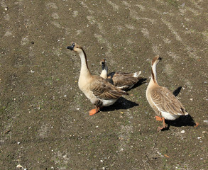 3 oies