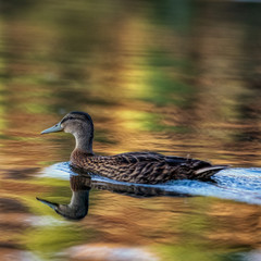 mrs mallard