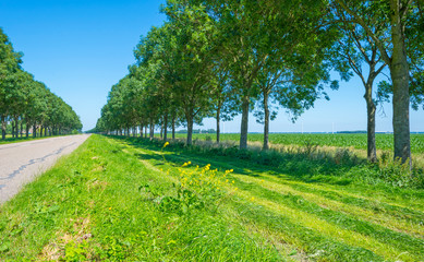Field with vegetables below a blue sky in sunlight in summer