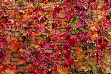 Autumn colors. Early leaves of ornamental grapes. Selective focus.