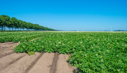 Fototapeta na wymiar Potatoes growing in a field below a blue sky in sunlight in summer