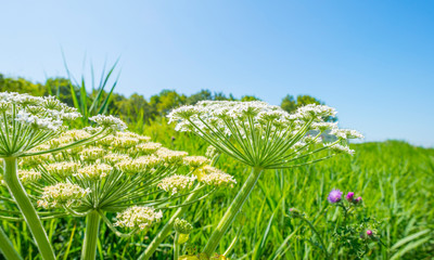 Trees in a green grassy field with flowers below a blue sky in sunlight in summer